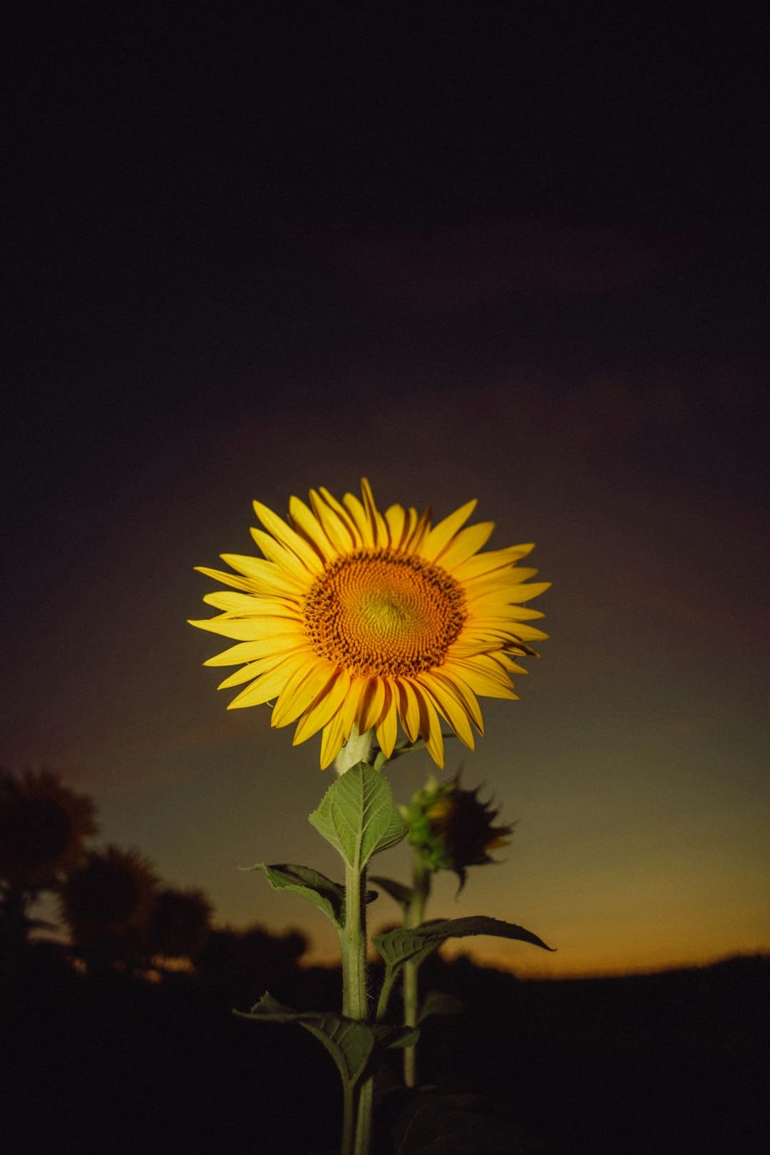 定心！多地发力保供 节日“菜篮子”货足价稳